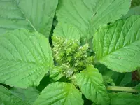 004.webp