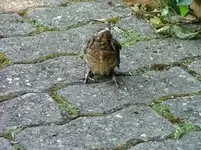 2008_0705Blumen0001 [320x200].webp
