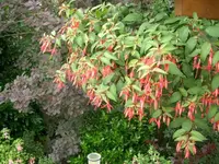 CIMG3822.webp