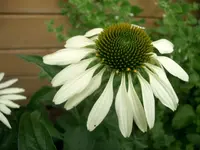 CIMG3853.webp
