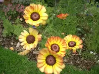 CIMG3849.webp