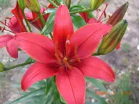 lilie.webp