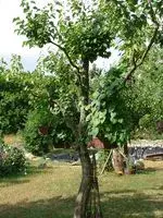Baum.webp