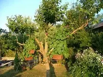 Baum mit Ampel.webp