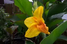 cannayara1.webp