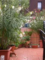 Garten 07-6-2008 004.webp