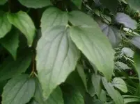 Jasmin~1.webp