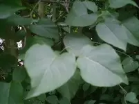 Flieder~1.webp