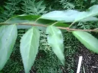 Forsythie~1.webp