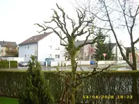 Frühjahrsschnitt.webp