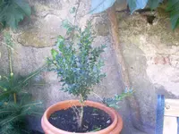 Buchs 001.webp
