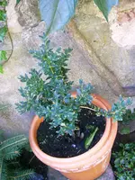 Buchs 005.webp