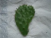 CIMG3873.webp