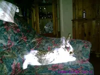 PIC00034.webp