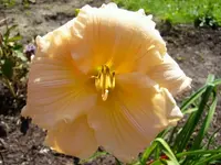 k2-Fairy Tale Pink  15.7.08 024.webp