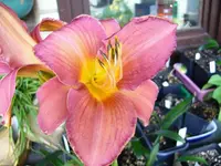 k2-Florissant Fantasy 17.7.08 002.webp