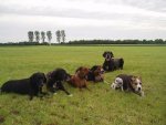 Hundegruppe Mai 2008 039.JPG