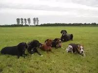 Hundegruppe Mai 2008 039.webp
