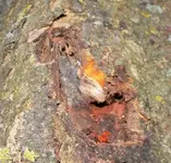 GrößenänderungP1210017.JPG