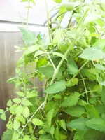 PIC_0794.webp