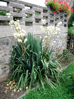 pflanze002.webp