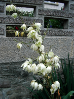 pflanze003.webp