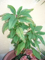 Blume.webp