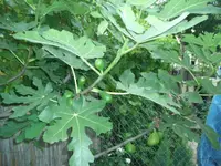 heike suff 046.webp