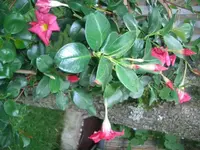 heike suff 028.webp