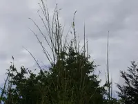 IMGP0320 800.webp