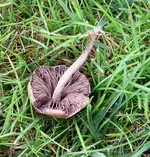 Pilze3.webp