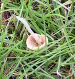 Pilze4.webp