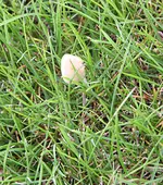 Pilze5.jpg