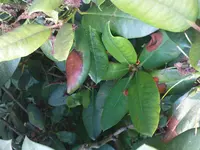 rhodi krank 001.webp
