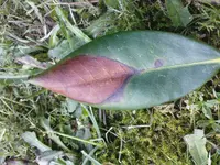 rhodi krank 002.webp