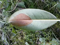 rhodi krank 003.webp