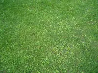 P7250006.webp