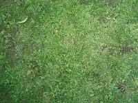 P7250008.webp