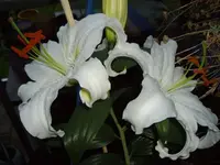 IMGP1397.webp