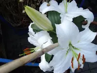 IMGP1403.webp