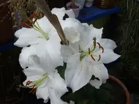 IMGP1408.webp