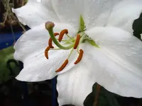 IMGP1410.webp
