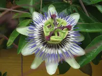 IMG_0337.webp