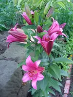Jap.Lilie.webp