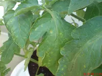 DSC00377.webp