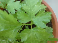 DSC00382.webp