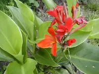 canna_avenso.webp