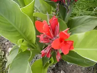 canna_avenso1.webp