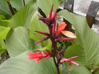 canna_anita.webp