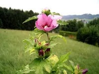 welchePflanze.webp